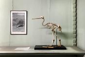 museum de histoire naturelle rouen 8-2021 9503